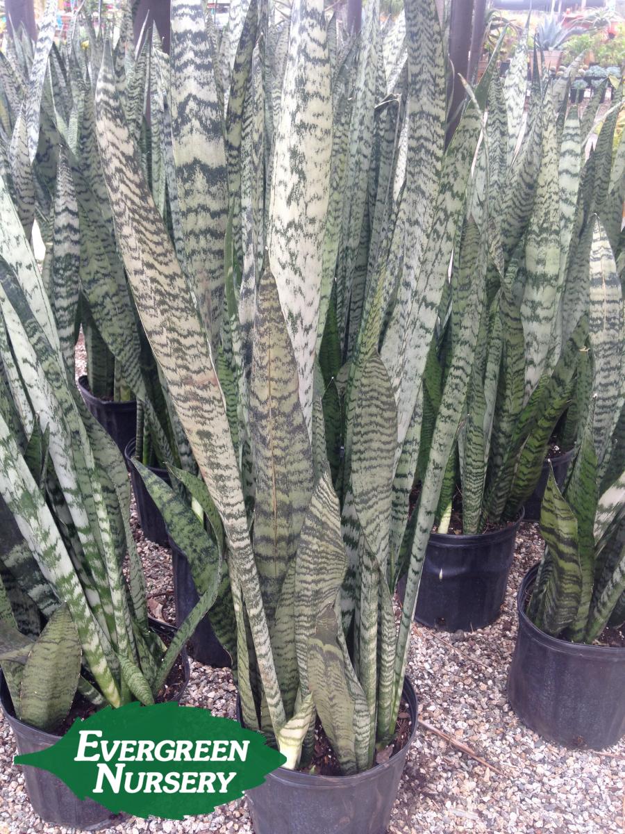 SANSEVIERIA 'Zeylanica'  Evergreen Nursery